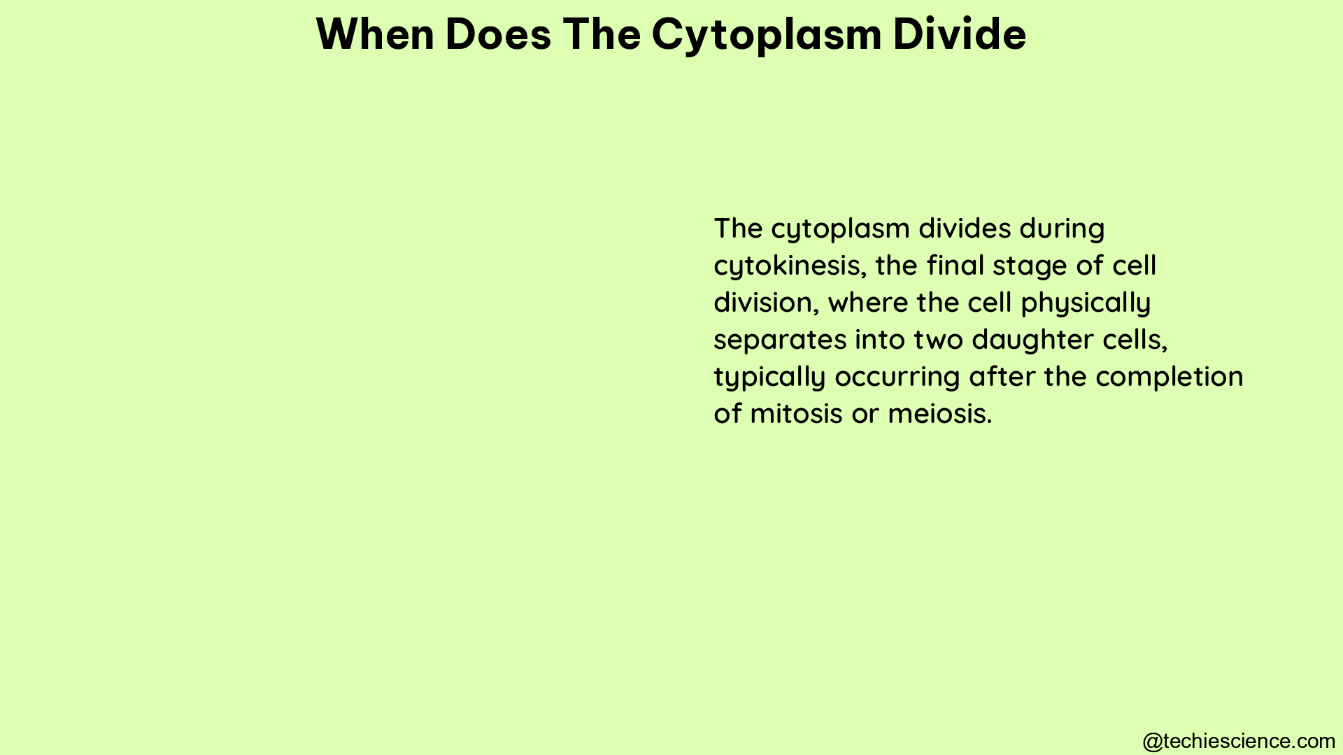 when does the cytoplasm divide