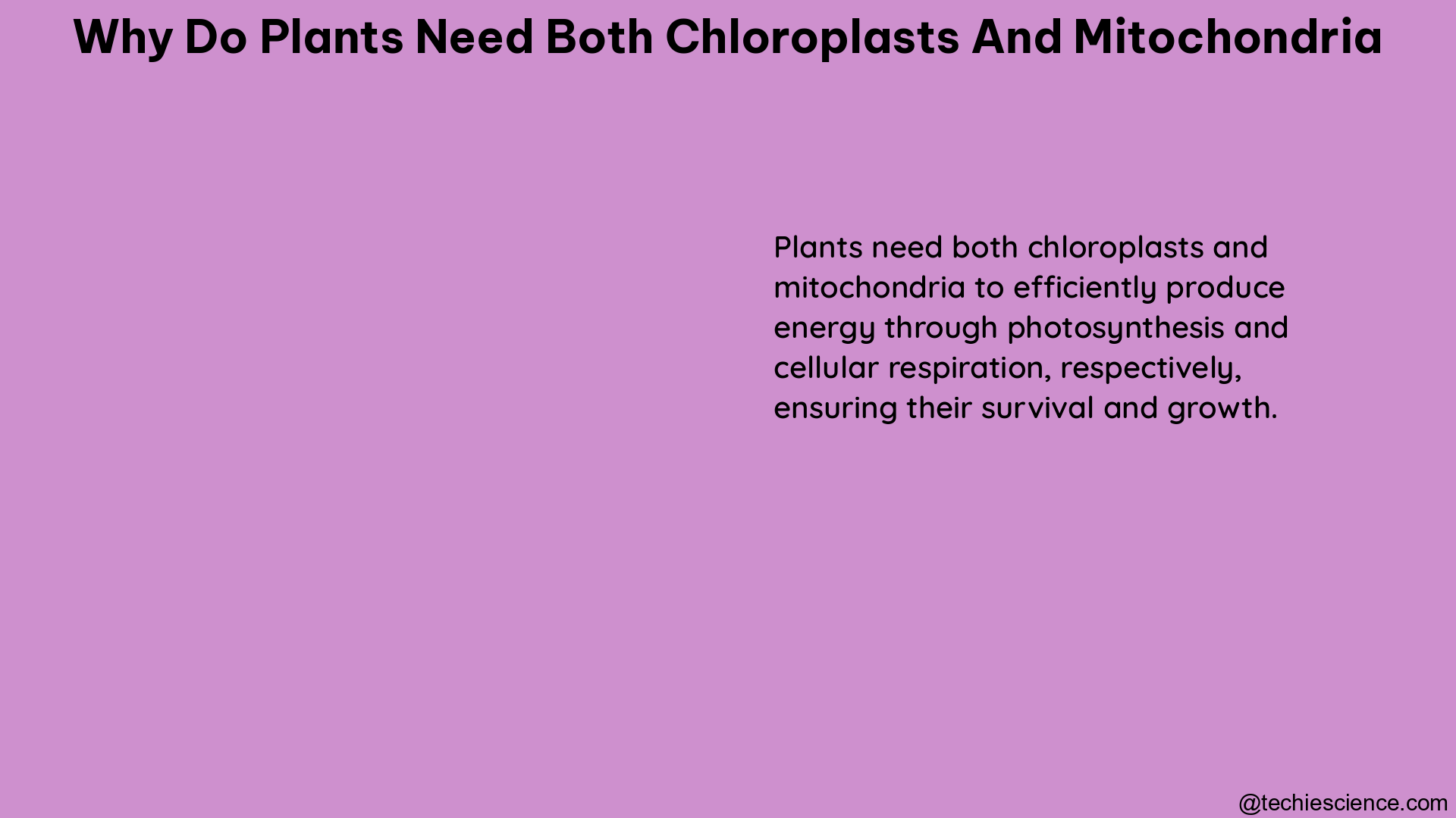 why do plants need both chloroplasts and mitochondria