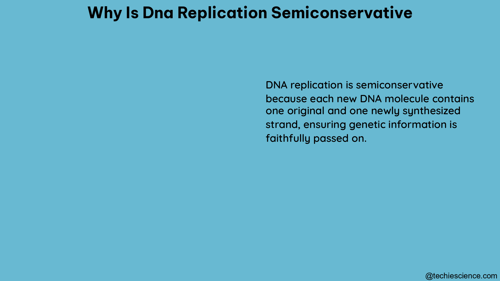 why is dna replication semiconservative