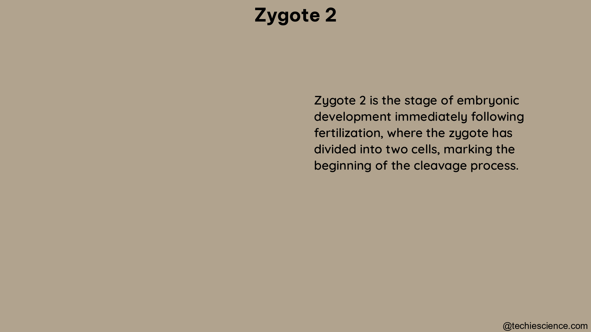 zygote 2