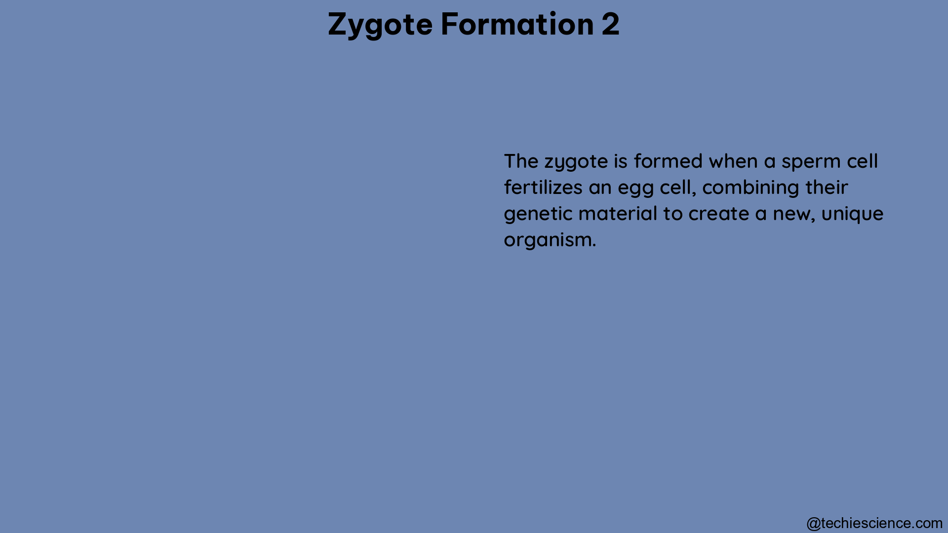 zygote formation 2