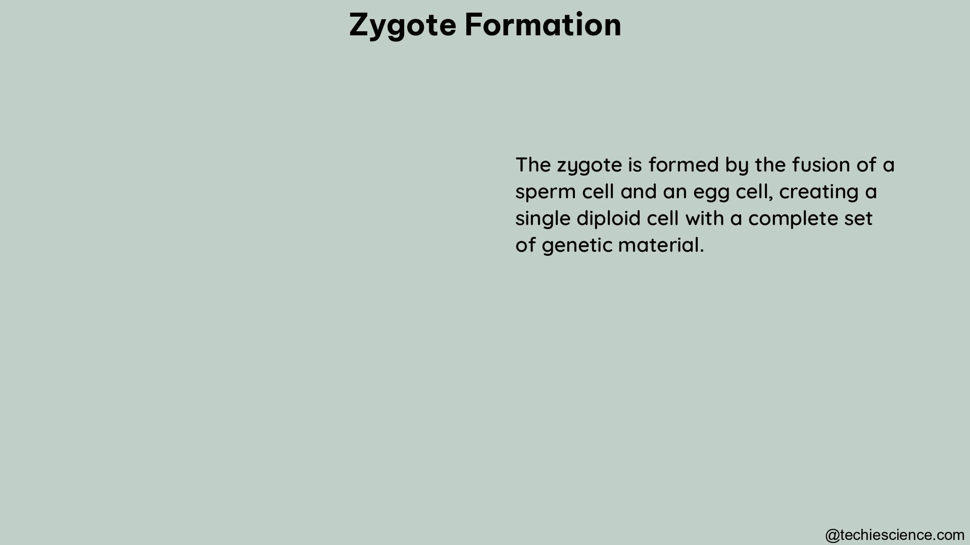 zygote formation