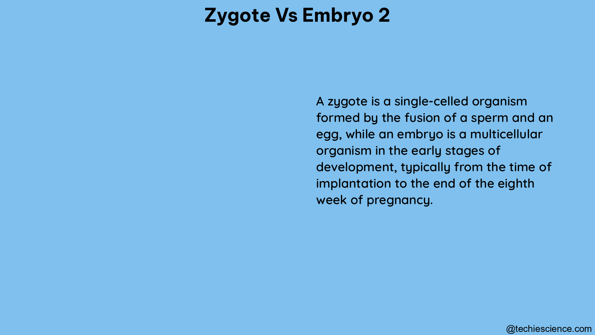 zygote vs embryo 2