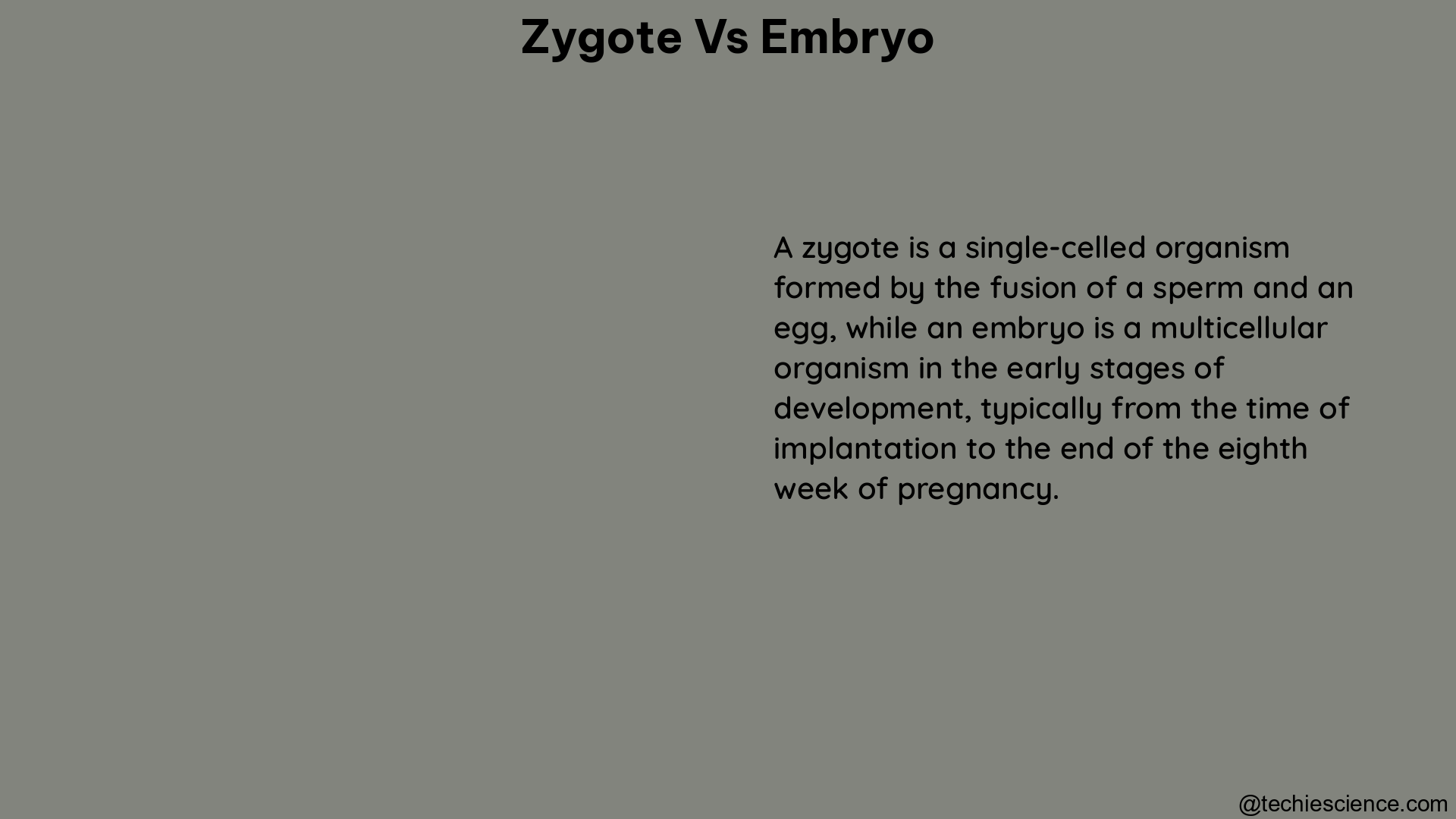 zygote vs embryo