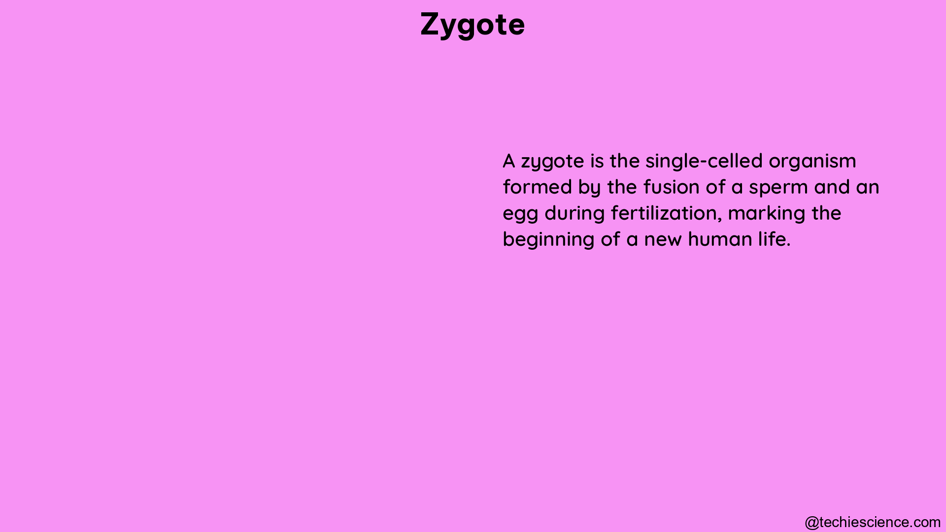 zygote